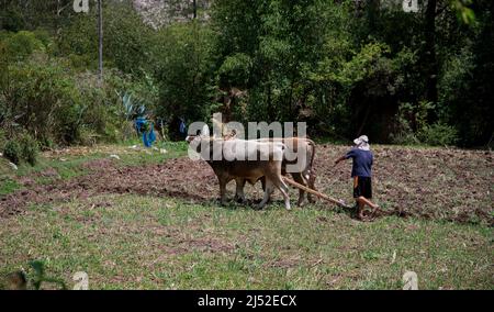 Contadino che arava il suo campo nel vecchio modo in Urubamba Perù Foto Stock