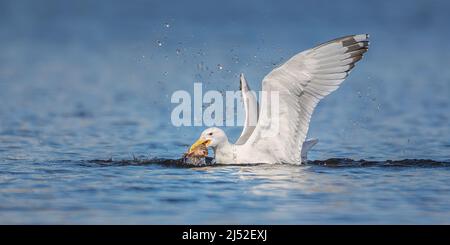 Fauna selvatica sfondo di caccia al gabbiano su uno stagno, vola sopra l'acqua e cattura pesci, ha pesce nel suo becco. La foto migliore. Foto Stock