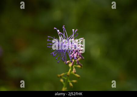 Piccolo fiore viola in estate Foto Stock