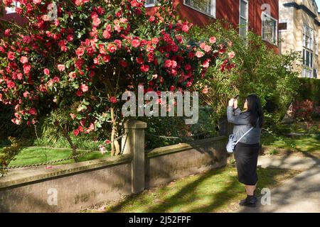 Vista laterale della giovane donna scattando una fotografia con il suo telefono di una fiorente macchia di camellia rossa in primavera, Vancouver, BC, Canada Foto Stock