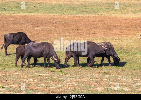 Bufali nella zona del lago di Kerkini, Grecia Foto Stock