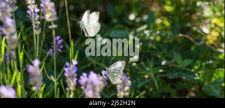 Farfalle bianche flutter in fiori di lavanda. Giardino estivo Foto Stock
