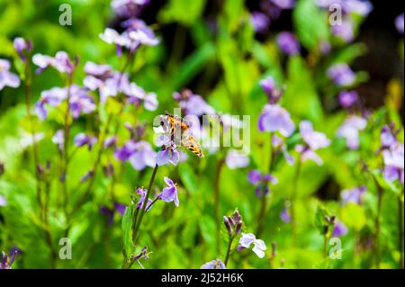 Bei giardini di verdure con fiori rosa-malve fioriti con farfalla in primavera, Foto Stock