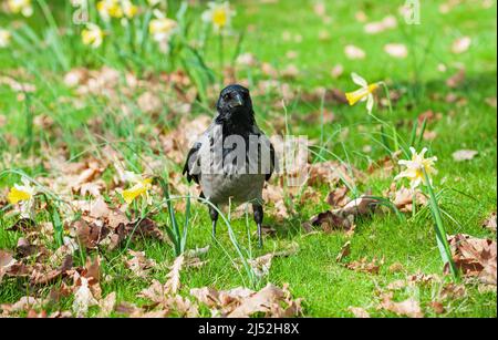 Primo piano di un corvo (Corvus Cornix) nel parco sull'erba in primavera su uno sfondo verde sfocato Foto Stock