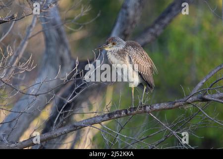 Airone notturno con corona nera (nycticorax nycticorax) Nero coronato notte airone seduta su un ramo con verde alberi sullo sfondo Foto Stock