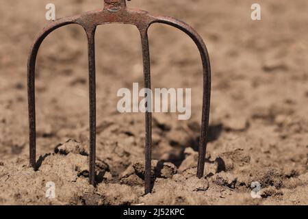 Pitchfork è un attrezzo agricolo manuale. La forcella è bloccata a terra. Foto Stock