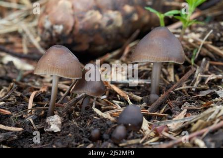 Fungo incommestibile Micena strobolicola in bosco di abete rosso. Gruppo di funghi bruni selvatici. Foto Stock