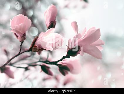 Ramo magnolia fiori rosa fiore albero in luce morbida. Giornata di primavera soleggiata in giardino. Primavera. Sfondo floreale naturale. Giardino botanico concetto Foto Stock