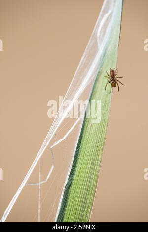 Atytypus piceus è un ragno di miralomorfo della famiglia Atymidae, che inghiottita di giovani. Foto Stock