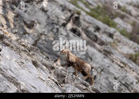 Camosci appenninici nel Parco Nazionale della Majella, Abruzzo, Italia. Foto Stock