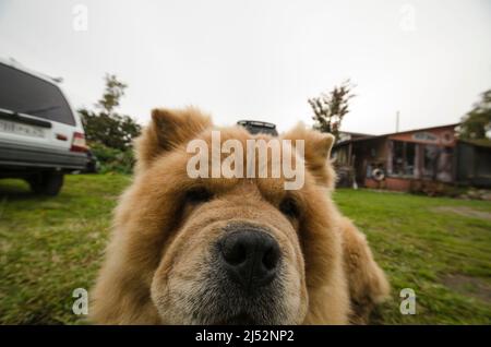 Divertente cane rosso aggy. chow chow Foto Stock
