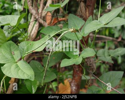 Due baccelli di fagiolo verde e viola immaturi lunghi di Yard e sulla parte superiore di un baccello di fagiolo due formiche tessenti che si affacciano l'un l'altro Foto Stock