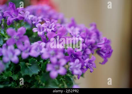 Campanula persicifolia (foglie di Bellflower Peach, Campanula Persian o bastone Jacob), fiori di campana viola in cesto di vimini in vendita. Negozio di fiori Foto Stock