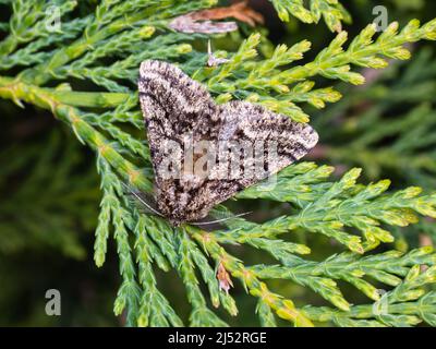 Un boscato di bellezza, Lycia hirtaria, che riposa su un cespuglio di Leylandii. Foto Stock