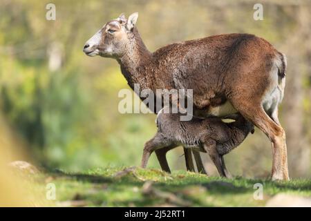 Baby mouflon, ovis orientalis, bere latte mia madre, la pecora mouflon Foto Stock