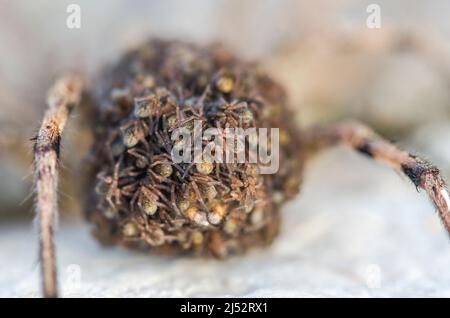 European Wolf Spider, False Tarantula o Radiated Wolf Spider (Hogna radiata), una Lycosidae, donna con i suoi figli sulla schiena. Foto Stock