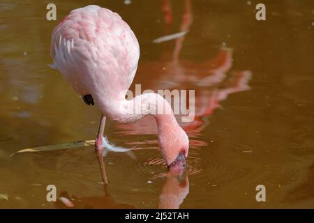 Grande Flamingo, Fenicottero ruber, bellissimo uccello rosa grande in acqua Foto Stock