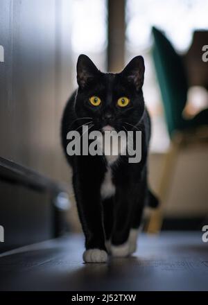 Gatto tuxedo bianco e nero che cammina all'interno di una casa Foto Stock