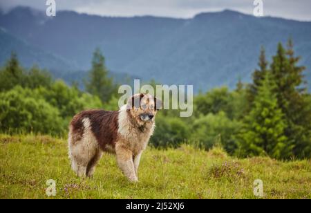 cane pastore rumeno in piedi su prato naturale pieno di fiori gialli, immagine presa vicino alla fattoria di pecore Foto Stock