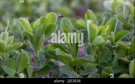 Foglie di erba medica e un insetto in movimento che si tollera da una foglia Foto Stock