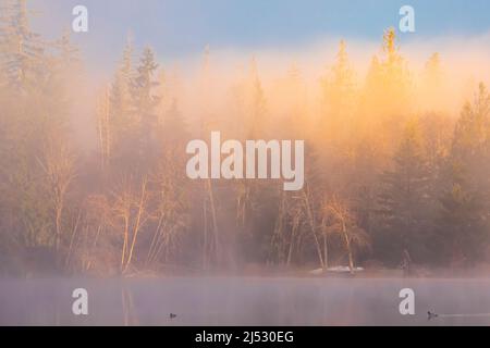 Luce del mattino di dicembre sul lago Fawn sulla penisola olimpica, Washington state, USA Foto Stock