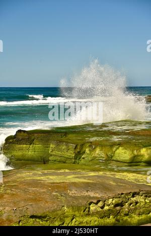 Onde e surf si infrangono e fergono rocce verdi ricoperte di alghe lungo la spiaggia in una luminosa giornata di sole a Windansea Beach, la Jolla, California, USA Foto Stock