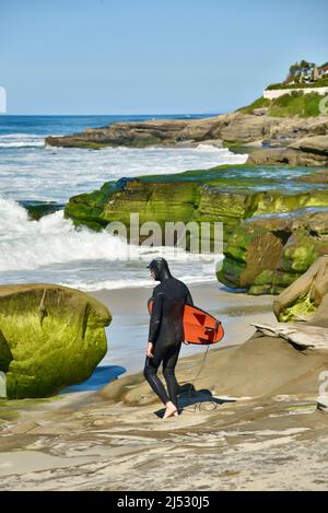 Surfista che si fa strada in acqua tra verdi rocce ricoperte di alghe lungo la spiaggia in una luminosa giornata di sole a Windansea Beach, la Jolla, California, USA Foto Stock