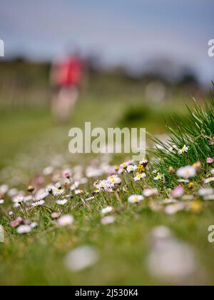 Margherite e erba in primo piano con camminatori fuori fuoco sullo sfondo a Bignor Hill sul South Downs Way. Foto Stock