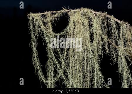 La barba di Methuselah, Usnea longissima, la specie di lichen più lunga del mondo, fotografata di notte sulla penisola olimpica dello stato di Washington, USA Foto Stock