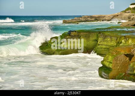 Onde e surf si infrangono e fergono rocce verdi ricoperte di alghe lungo la spiaggia in una luminosa giornata di sole a Windansea Beach, la Jolla, California, USA Foto Stock