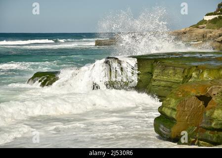 Onde e surf si infrangono e fergono rocce verdi ricoperte di alghe lungo la spiaggia in una luminosa giornata di sole a Windansea Beach, la Jolla, California, USA Foto Stock