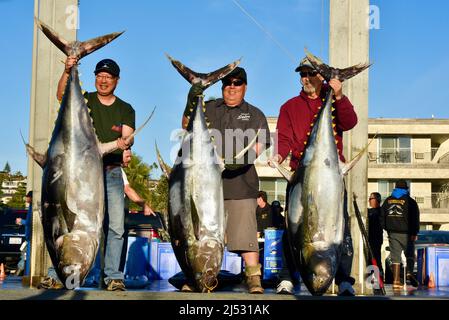 Grande tonno pescato nell'Oceano Pacifico dal pescatore sportivo, pescato, sortito, venduto a Fisherman's Landing, San Diego, California, USA Foto Stock