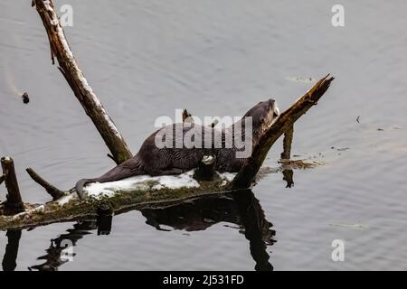 North American River Otter, Lontra canadensis, nutrendo su un pesce catturato in Fawn Lake, Olympic Peninsula, Washington state, USA Foto Stock