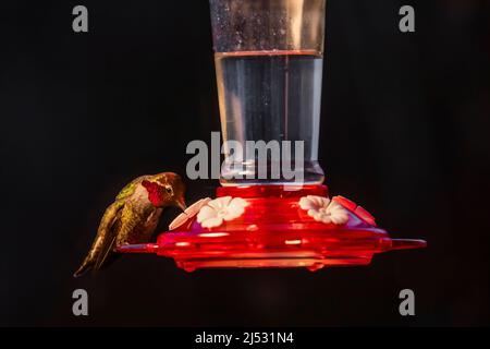 Hummingbird di Anna, Calypte anna, in arrivo in un alimentatore nel mese di dicembre sulla penisola olimpica, stato di Washington, Stati Uniti Foto Stock