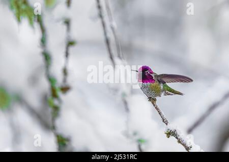 Hummingbird di Anna, Calypte anna, in arrivo in un alimentatore nel mese di dicembre sulla penisola olimpica, stato di Washington, Stati Uniti Foto Stock