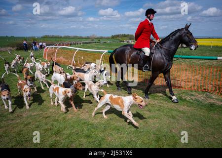 Cacciatori e hounds 19 aprile 2022 Foto Stock