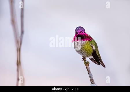 Hummingbird di Anna, Calypte anna, in arrivo in un alimentatore nel mese di dicembre sulla penisola olimpica, stato di Washington, Stati Uniti Foto Stock