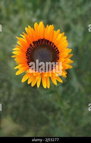 Monarch-of-the-veld (Arctotis fastuosa). Chiamato anche Cape Daisy Foto Stock