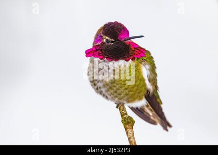 Hummingbird di Anna, Calypte anna, in arrivo in un alimentatore nel mese di dicembre sulla penisola olimpica, stato di Washington, Stati Uniti Foto Stock