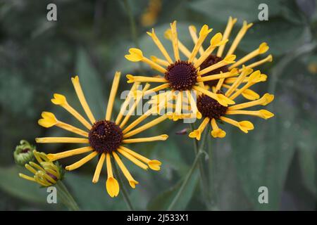 Coneflower dolce (Rudbeckia subtomentosa) Foto Stock