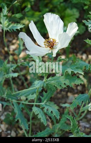 Papavero prickly bianco (Argemone albiflora). Chiamato anche Poppy prickly di Bluestem e Poppy del Texas Foto Stock