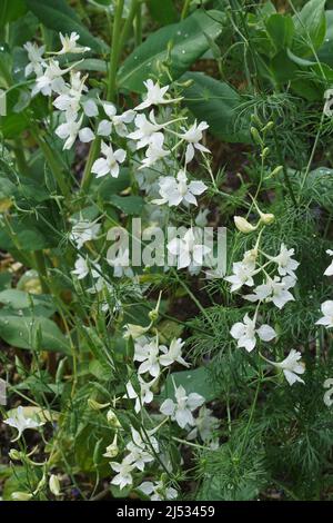 Sperone del cavaliere dubbioso (Consolida ajacis). Chiamato anche Rocket larkspur e Giant larkspur Foto Stock