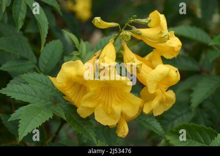 Trombetta gialla (Tecoma stans). Chiamate campane gialle, anziano giallo e Ginger-thomas anche Foto Stock