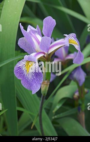 Gerald Derby windermere iris (Iris 'Gerald Derby'). Ibrido tra Iris versicolor e Iris virginica. Foto Stock