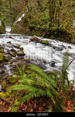 Acqua fresca e pulita proveniente dalle Bridal Veil Falls, circondata da una lussureggiante foresta pluviale ricoperta di muschio verde nella contea di Multnomah in Oregon. Foto Stock