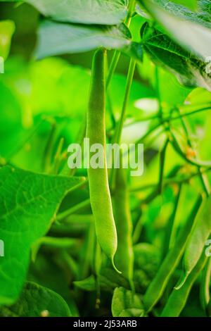 Fagiolo francese. Fagioli a corda verdi cespugli nel sole nel giardino.piante di fagioli.sorgente di proteina vegetale. Proteine vegane e vegetariane Foto Stock