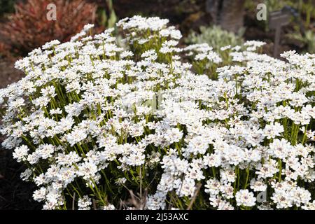 Iberis sempervirens - caramelle sempreverdi. Foto Stock