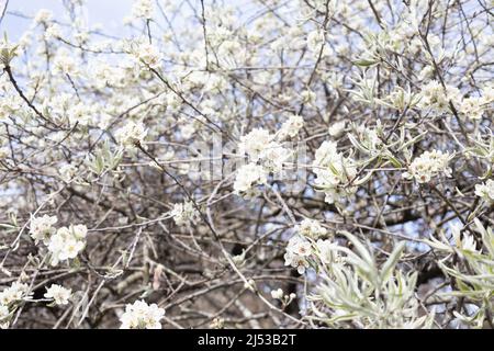 Pyrus salicifolia 'pendula' - piangente pero di foglie di salice. Foto Stock