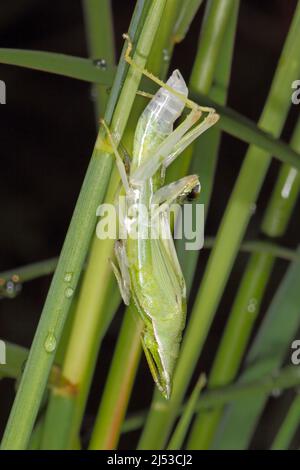 Grasshopper, Northern Grass Pyrgomorph, Atractomorpha similis, o Australian Grass Pyrgomorph, Atractomorpha australis. Esoscheletro di distacco. Foto Stock