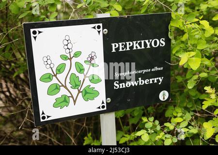 Snowberry, parte del percorso etnobotanico, presso i giardini dell'HCP a Victoria, British Columbia, Canada. Foto Stock